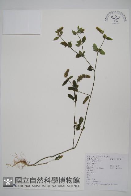 爵床、六角英藏品圖，第1張