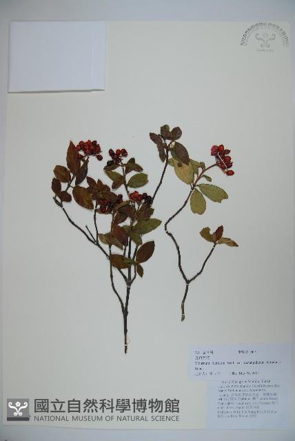 狹葉莢迷藏品圖，第1張