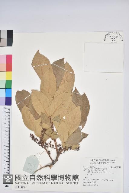 南燭藏品圖，第1張