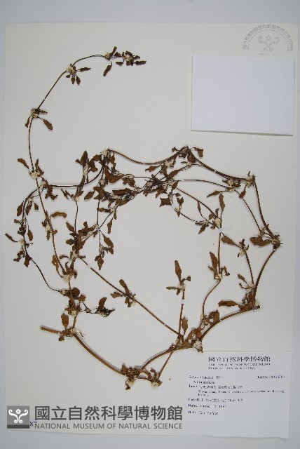 登錄號:S106587藏品圖，第1張
