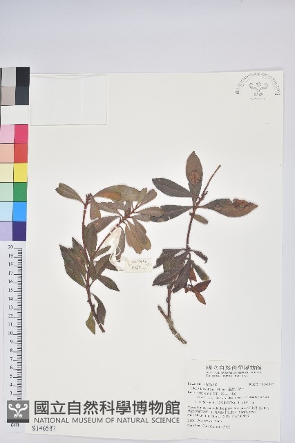 臺灣馬醉木藏品圖，第1張