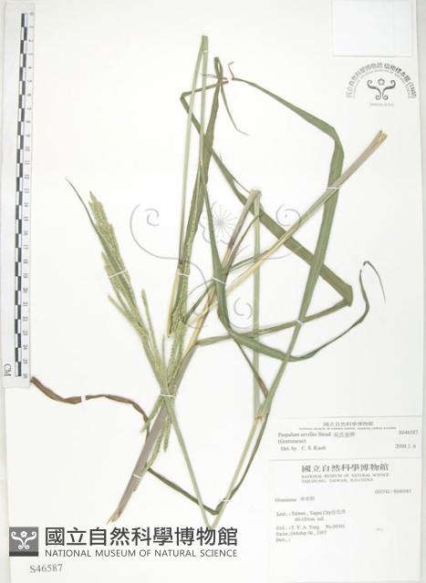 吳氏雀稗藏品圖，第1張