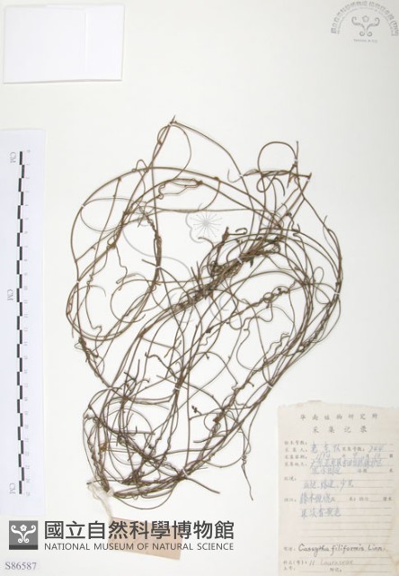 無根草藏品圖，第1張