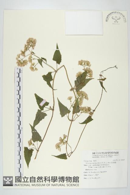 蔓澤蘭藏品圖，第1張