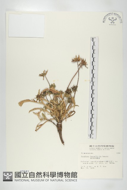 玉山山蘿蔔藏品圖，第1張