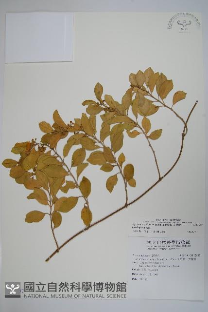 武靴藤藏品圖，第1張