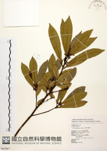 黃肉樹, 小梗木薑子藏品圖，第1張