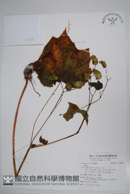 登錄號:S120587藏品圖，第1張