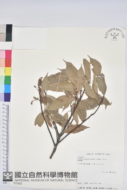 青剛櫟、鐵椆藏品圖，第1張