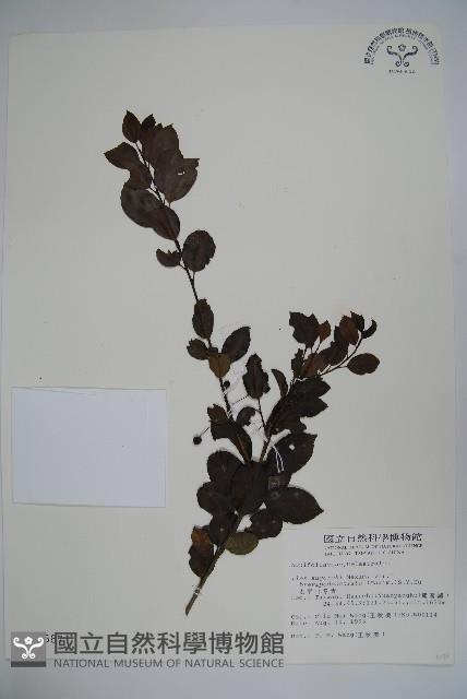 太平山冬青藏品圖，第1張