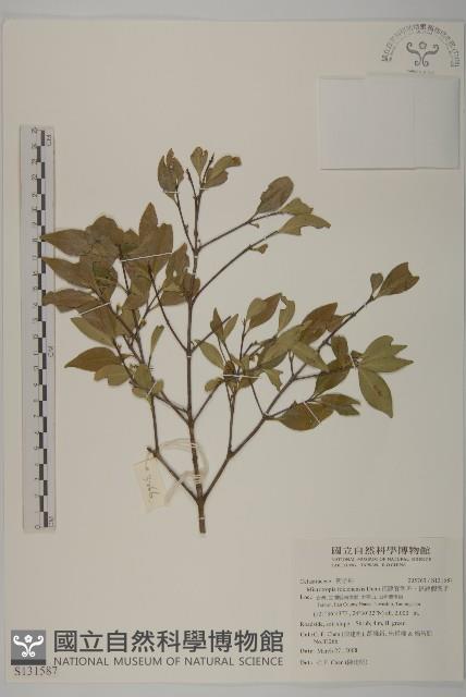 福建賽衛矛、福建假衛矛藏品圖，第1張