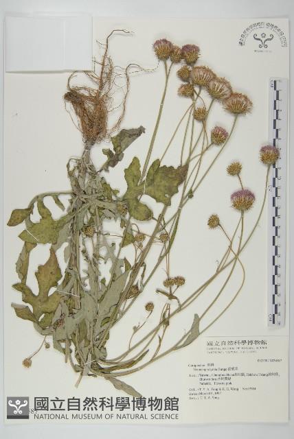 泥胡菜藏品圖，第1張