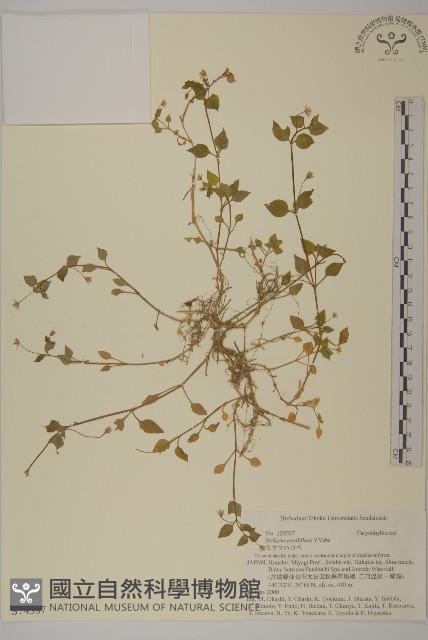 登錄號:S074587藏品圖，第1張