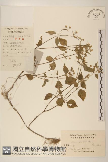 小米菊藏品圖，第1張