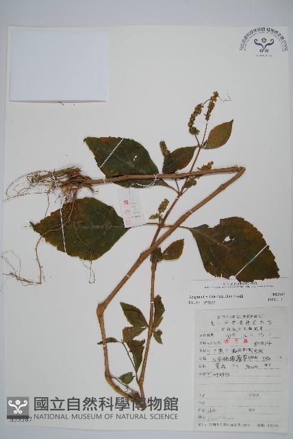 牛膝藏品圖，第1張