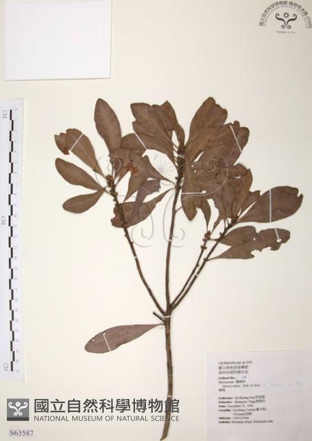 楊梅藏品圖，第1張