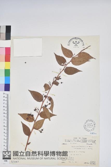 白珠樹藏品圖，第1張