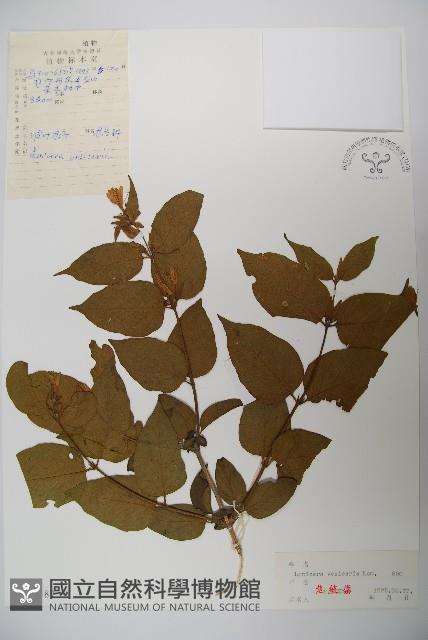 波葉忍冬藏品圖，第1張