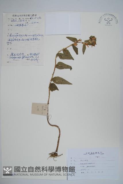 Accession Number:S107587 Collection Image, Figure 1, Total 2 Figures