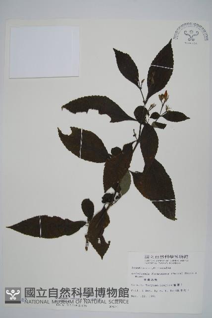 臺灣馬藍藏品圖，第1張