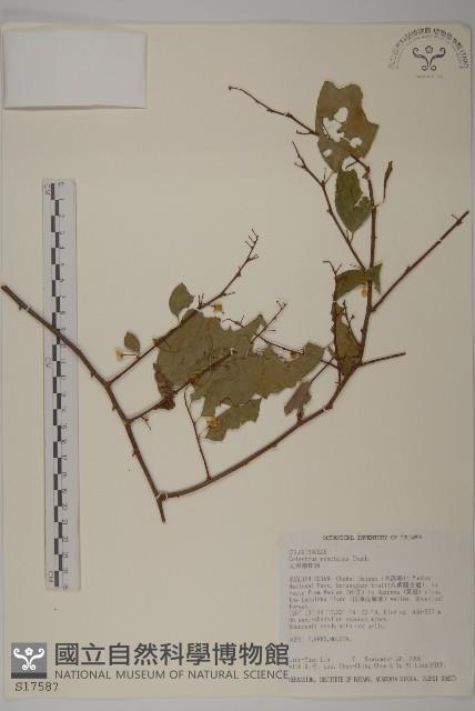 光果南蛇藤藏品圖，第1張