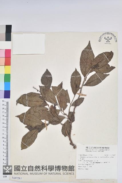 枯里珍藏品圖，第1張