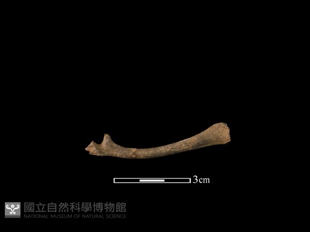 鹿科骨藏品圖，第1張