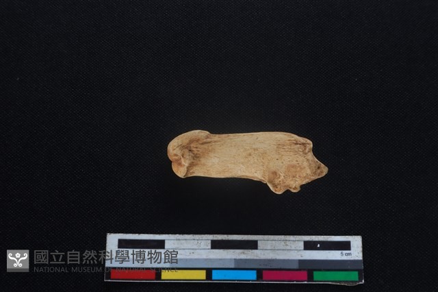 山羌骨藏品圖，第1張