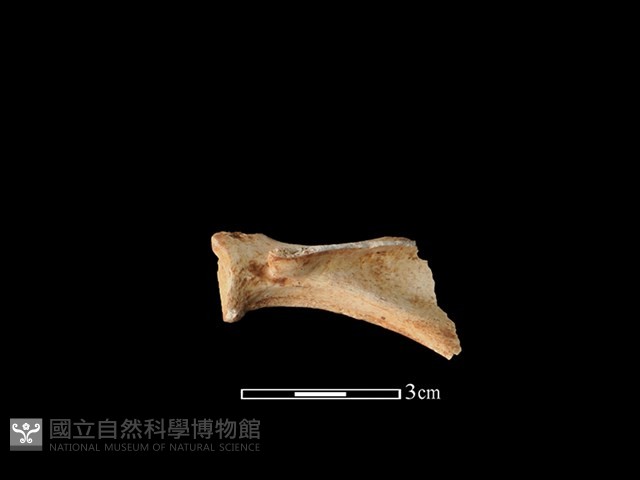 鹿科骨藏品圖，第1張