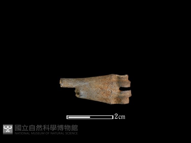 山羌骨藏品圖，第1張