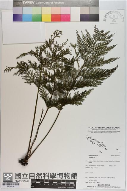 登錄號:P020826藏品圖，第1張