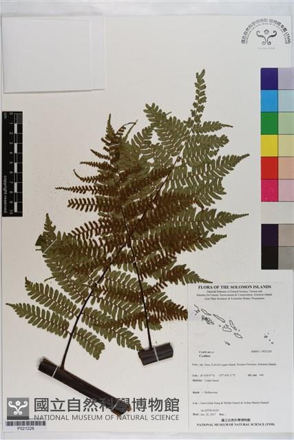 登錄號:P021226藏品圖，第1張