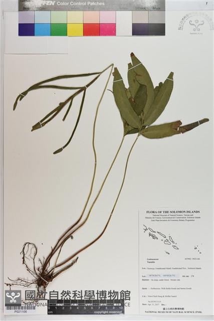 登錄號:P021106藏品圖，第1張