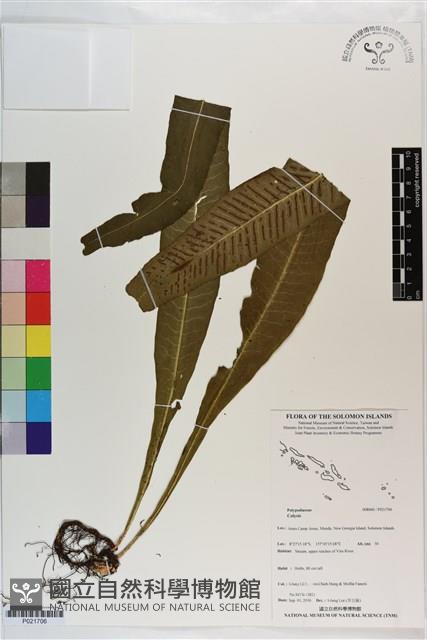 登錄號:P021706藏品圖，第1張
