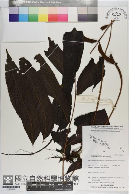 尾葉實蕨藏品圖，第1張