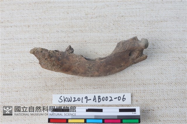家犬藏品圖，第1張