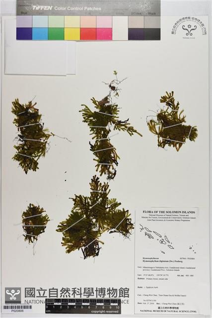 指裂細口團扇蕨藏品圖，第1張