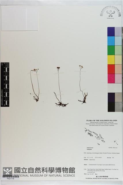 登錄號:P021116藏品圖，第1張