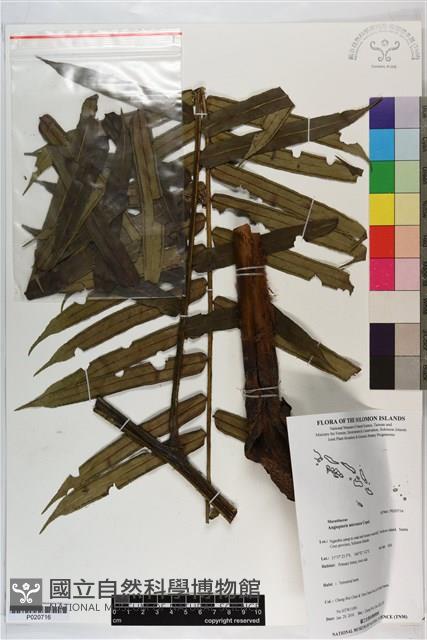 登錄號:P020716藏品圖，第1張