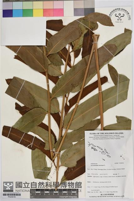 鹵蕨藏品圖，第1張