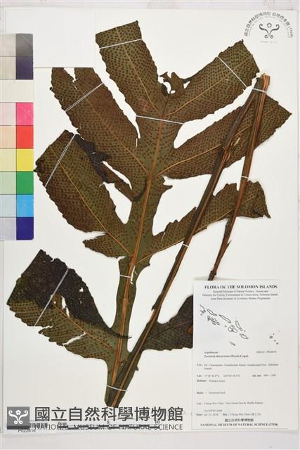 翅柄三叉蕨藏品圖，第1張