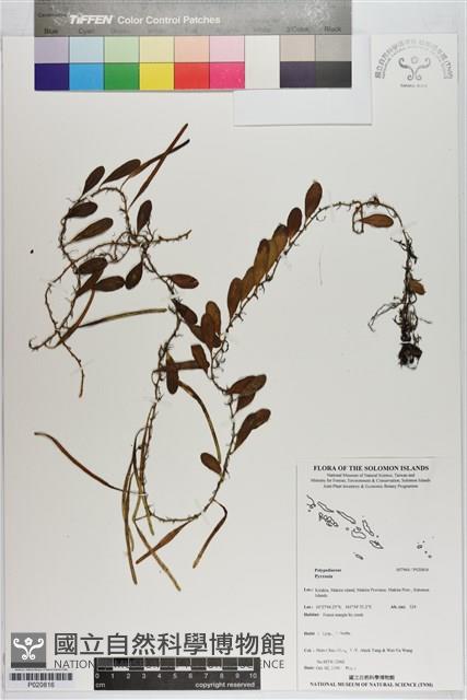 登錄號:P020816藏品圖，第1張