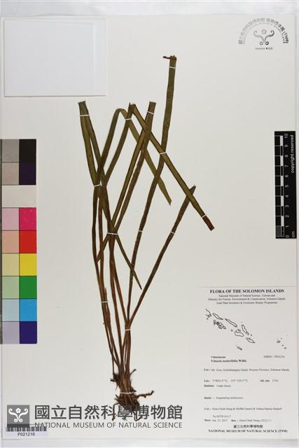 垂葉書帶蕨藏品圖，第1張