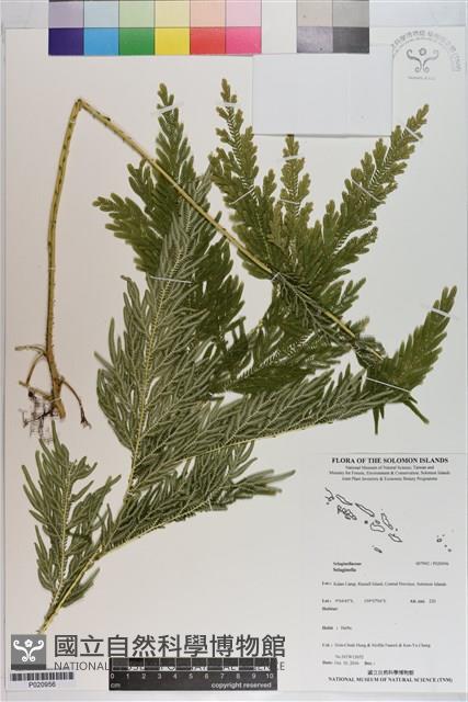 登錄號:P020956藏品圖，第1張