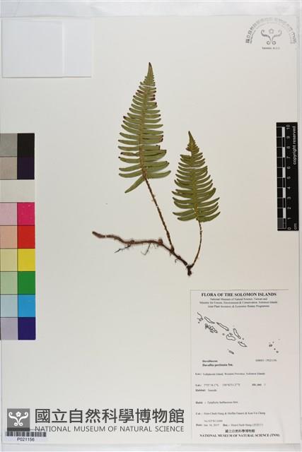 馬來陰石蕨藏品圖，第1張