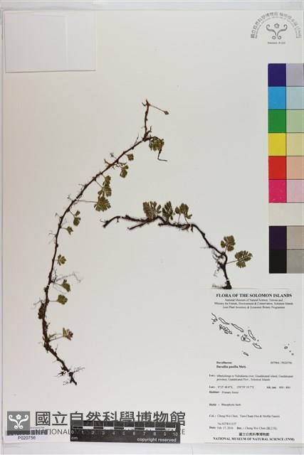 登錄號:P020756藏品圖，第1張