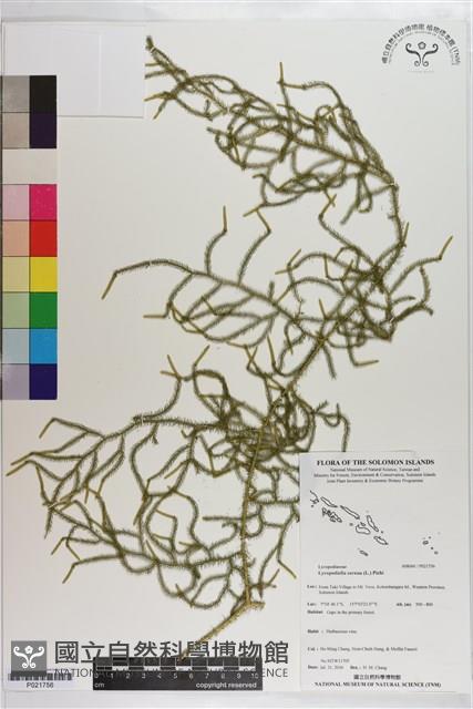 過山龍藏品圖，第1張