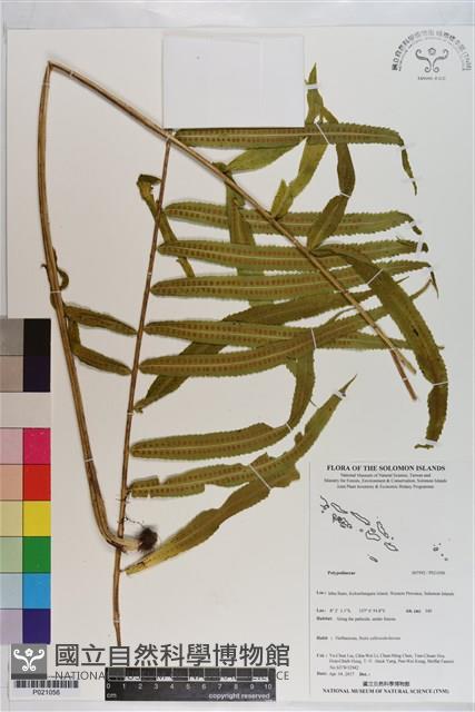 登錄號:P021056藏品圖，第1張