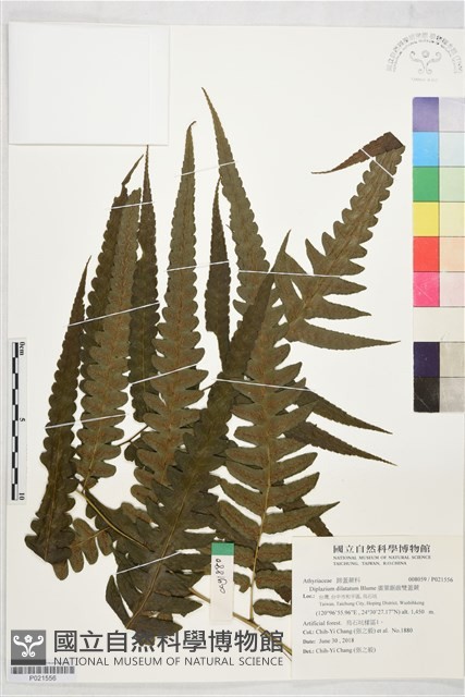 廣葉鋸齒雙蓋蕨藏品圖，第1張