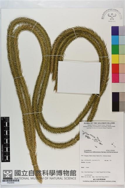 登錄號:P020856藏品圖，第1張